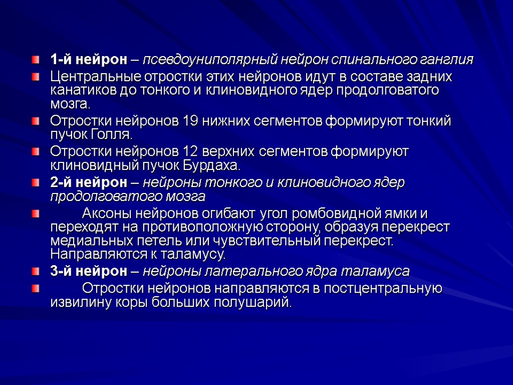 1-й нейрон – псевдоуниполярный нейрон спинального ганглия Центральные отростки этих нейронов идут в составе